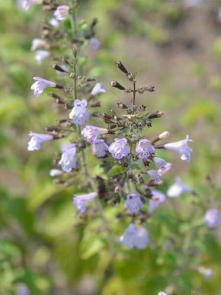 Steinquendel 'Blue Cloud' / Kleinblütige Bergminze 'Blue Cloud' / Calamintha nepeta 'Blue Cloud'