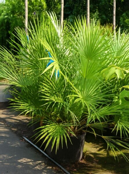 Europäische Zwergpalme (Chamaerops humilis) im Container C70, ca. 100–125 cm, mit fächerförmigen grünen Blättern