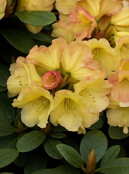Rhododendron wardii 'Jamarella' (Rhododendron 'Jamarella') mit gelben Blüten und rosa Blütenrand, dunkelgrünes Laub.