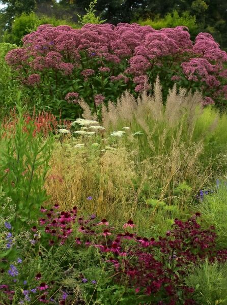 Purpurdost, Wasserdost 'Riesenschirm' / Purpurdost, Wasserdost 'Riesenschirm'