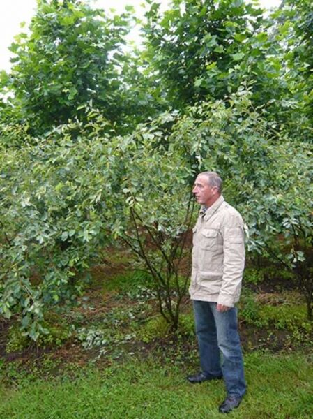 Kupfer-Felsenbirne (Schirmform) Amelanchier lamarckii, mehrstämmiger Strauch mit grünem Laub, ca. 200–250 cm hoch.