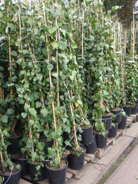 Nordafrikanisches Efeu (Hedera algeriensis) 150–175 cm C7, Kletterpflanzen im Topf an Stäben hochgeleitet.