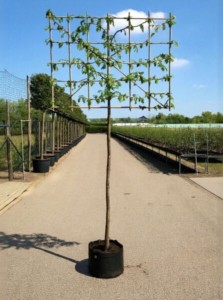 Carpinus betulus 'Spalier' (Hainbuche) Hochstamm-Spalier im Container, Stamm 200 cm, Spalierkrone 150 cm breit.