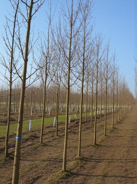 Prunus serrulata 'Royal Burgundy' – Rotblättrige Nelken-Kirsche 'Royal Burgundy' Hochstamm, Reihe junger, unbelaubter Bäume im Feld