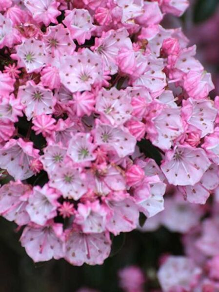Kalmia myrtifolia 'Tiddlywinks' / Lorbeerrose 'Tiddlywinks' / Berglorbeer 'Tiddlywinks'