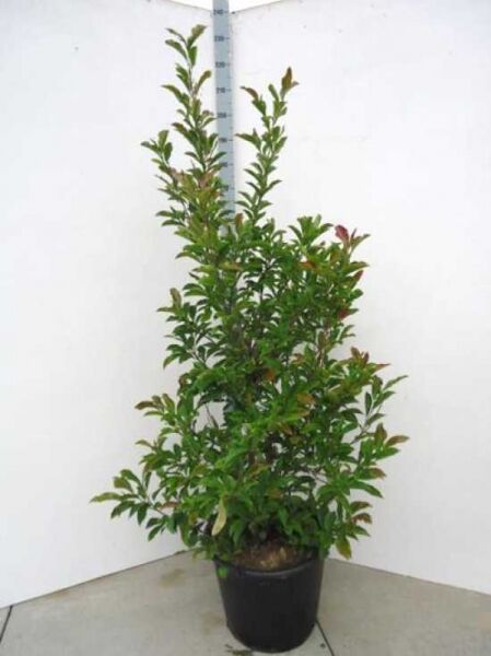 Purpur-Magnolie 'Betty' (Magnolia liliiflora) im Topf, 175–200 cm, Container C50, mehrtriebiger Strauch mit grünen Blättern