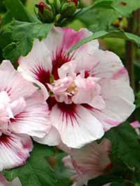 Garten-Eibisch 'Lady Stanley' / Strauch-Eibisch 'Lady Stanley' / Hibiscus syriacus 'Lady Stanley'