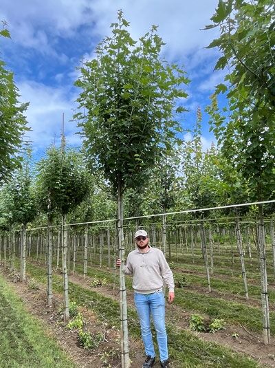 Populus alba 'Raket' / Weiß-Pappel 'Raket' Hochstamm 16-18 StU mit Drahtballen, schlanker Stamm mit grüner Krone im Feldbau