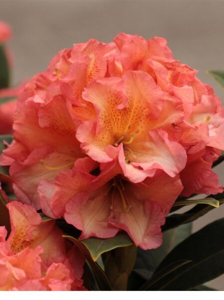 Rhododendron Hybride 'Orange Flirt' / Rhododendron 'Orange Flirt'