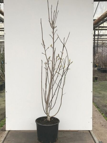 Magnolia 'Black Beauty'® / Magnolie 'Black Beauty'® 150-175 cm C20, mehrstämmiger junger Strauch im Container mit Knospen