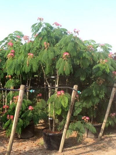 Mehrstämmiger Seidenbaum 'Ombrella' (Albizia julibrissin) im Container, mit gefiedertem Laub und rosa Blütenständen.