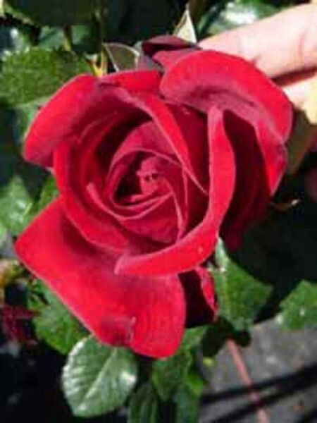 Rosa 'Ulmer Münster ®' / Strauchrose 'Ulmer Münster'