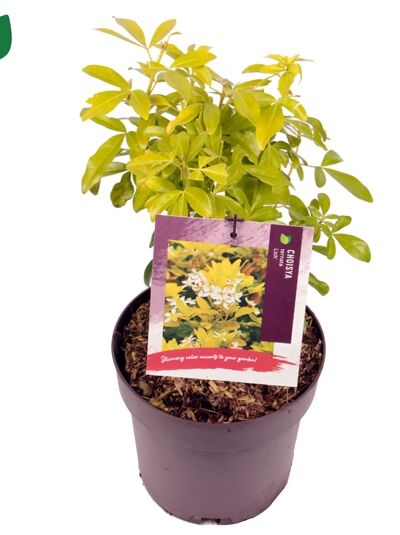 Orangenblume 'Sundance' / Choisya ternata 'Sundance ®' (Lich)