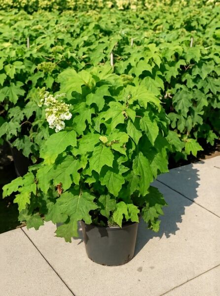 Eichenblatt-Hortensie 'Burgundy' (Hydrangea quercifolia) 80–100 cm C20, grünes Laub mit weißen Blütenrispen im Topf.
