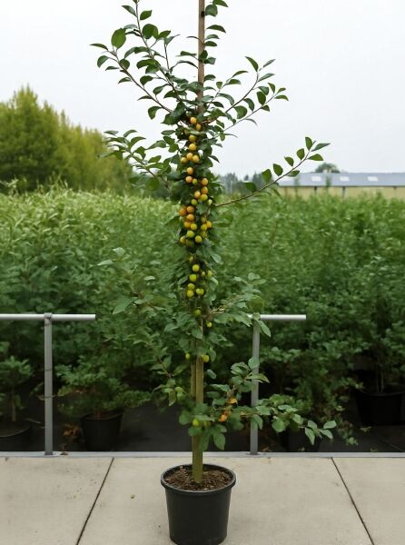 Malus 'Red Sentinel' / Zierapfel 'Red Sentinel' 150-175 cm C20, Hochstamm im Container mit gelbgrünen Früchten und Laub