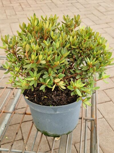 Zwerg-Rhododendron 'Blue Diamond' (Rhododendron impeditum) 20–25 cm C2 im Topf, kompakter Strauch mit grünem Laub.