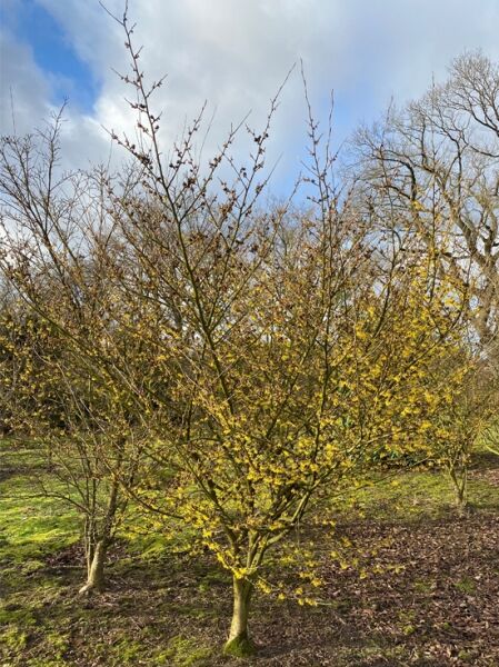 Hamamelis intermedia 'Arnold Promise' 200 cm Breit x 275-300 cm Hoch / Zaubernuss 'Arnold Promise'  (Nr. 306)
