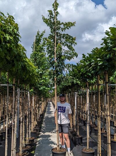 Acer rubrum (Rot-Ahorn) Hochstamm 12-14 StU im Container, junger Baum mit aufrechtem Stamm und grünen Blättern.