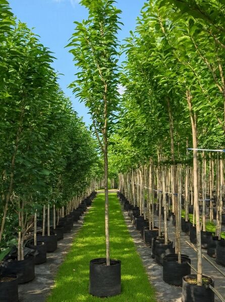 Prunus serrulata 'Amanogawa' / Säulen-Zierkirsche 'Amanogawa' Hochstamm 12-14 StU im Container, schlanker Stamm mit grünen Blättern