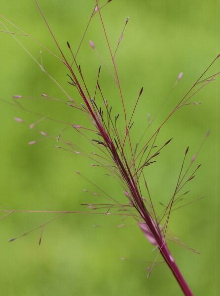 purpur-liebesgras-purpurflirren-eragrostis-spectabilis-purpurflirren