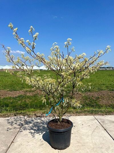 Weißbunter Pagoden-Hartriegel - Cornus controversa 'Variegata'