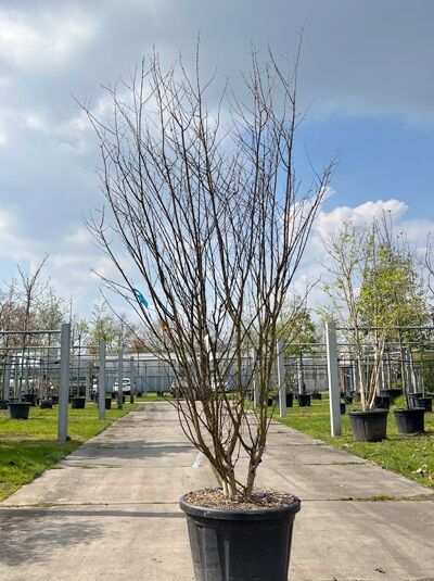 Kreppmyrte / Kräuselmyrte 'Purple Star' mehrstämmig / Lagerstroemia indica 'Purple Star' (876196)