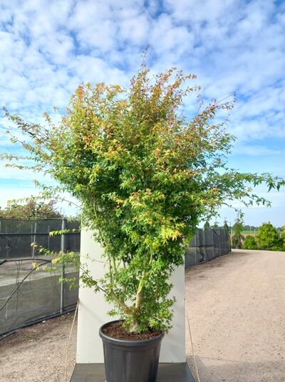 Japanischer Fächer-Ahorn 'Ueno-yama' (Acer palmatum) 250-300 cm im C80 Container, mehrstämmiger Baum mit grünem Laub