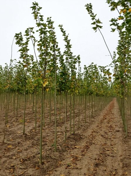 Spitz-Ahorn (Acer platanoides) 'Columnare' Hochstamm 10-12 StU mit Drahtballen, säulenförmige Krone, in Reihe gepflanzt