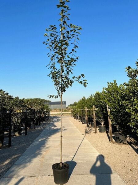 Kahle Felsenbirne Amelanchier laevis 'Snowflakes' Hochstamm 8-10 StU im Container, schlanker Stamm mit grünen Blättern.