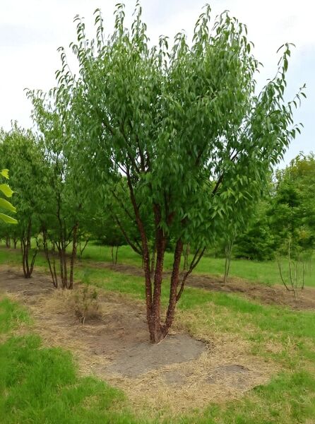 Prunus serrula (Mahagoni-Kirsche), Tibetanische Berg-Kirsche, mehrstämmig 350-400 cm, Baum mit grünem Laub.