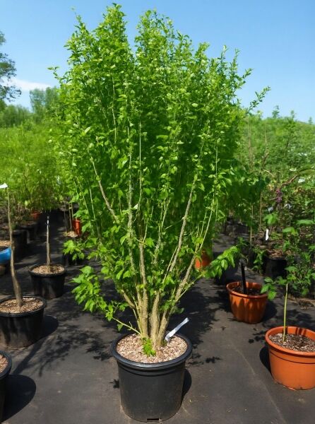 Garten-Eibisch Hibiscus syriacus 'China Chiffon ®', 200-250 cm, C70, mehrstämmiger Strauch im Container mit grünem Laub.
