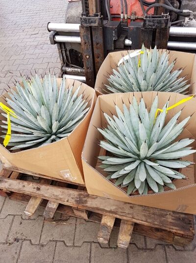 Agave leopoldii (Agave leopoldii) 40–50 cm C20, rosettenförmige Sukkulente mit blaugrünen, spitz zulaufenden Blättern in Boxen