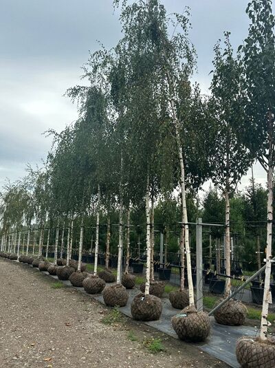 Hänge-Birke Hochstamm Betula pendula 'Tristis', 20-25 StU, mit Drahtballen, weißer Stamm, überhängende Krone im Feldbestand