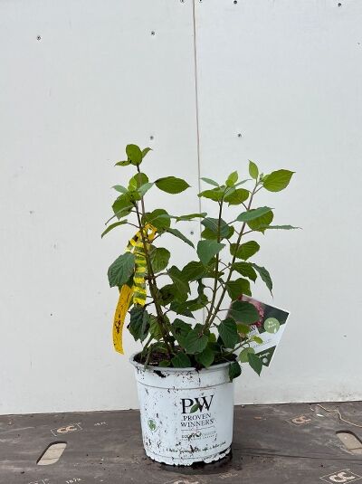 Hydrangea arborescens 'Invincibelle ®' ('Pink Annabelle') Ball-Hortensie im weißen Pflanztopf, grüne Triebe und Blätter, mit Etikett.