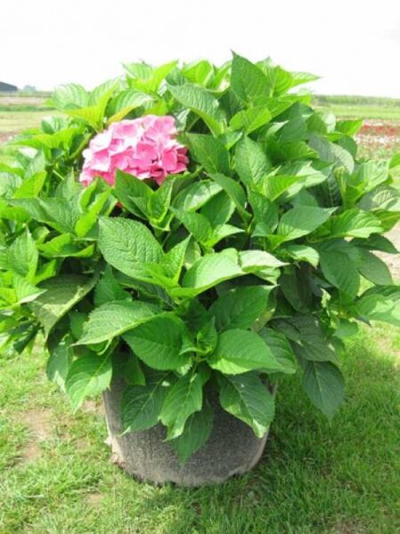 Bauern-Hortensie Hydrangea macrophylla 'Bouquet Rose' 80-100 cm C20 mit grünen Blättern und rosa Blütenstand im Topf.