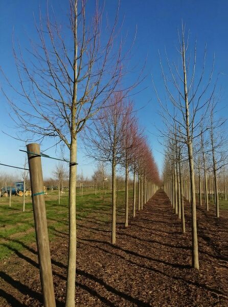 Tilia europaea 'Euchlora' / Krim-Linde Hochstamm 20-25 StU m. Db., laublose Hochstämme in Reihen gepflanzt