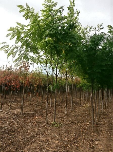Robinia margaretta 'Casque Rouge' / Robinie 'Casque Rouge', Hochstamm 16-18 StU mit durchgehendem Stamm und grüner Krone.