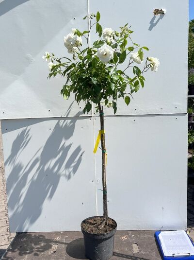 Stammrose 'Schneewittchen' - Rosa 'Schneewittchen ®'
