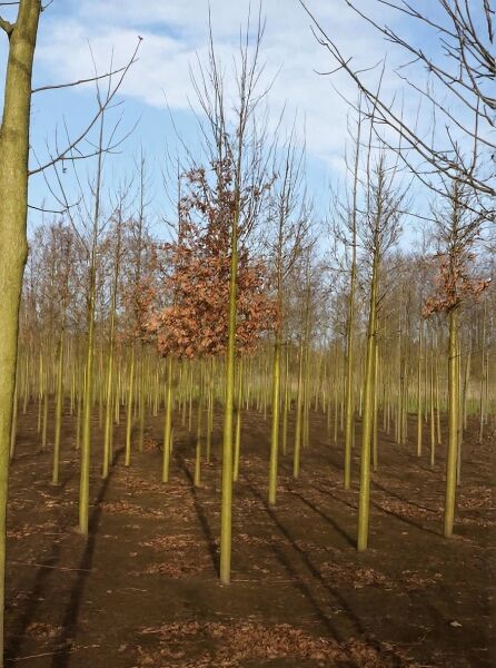 Cercidiphyllum japonicum (Judasblatt) Hochstamm 18-20 StU mit Drahtballierung, schlanker Stamm mit verzweigter Krone.