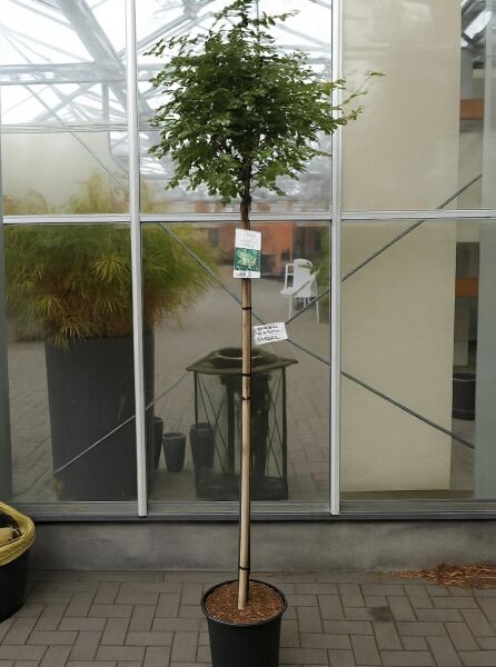 Robinia pseudoacacia 'Umbraculifera' / Kugel-Robinie, Kugel-Akazie am 180 cm Stamm im C15-Container mit kugeliger Krone