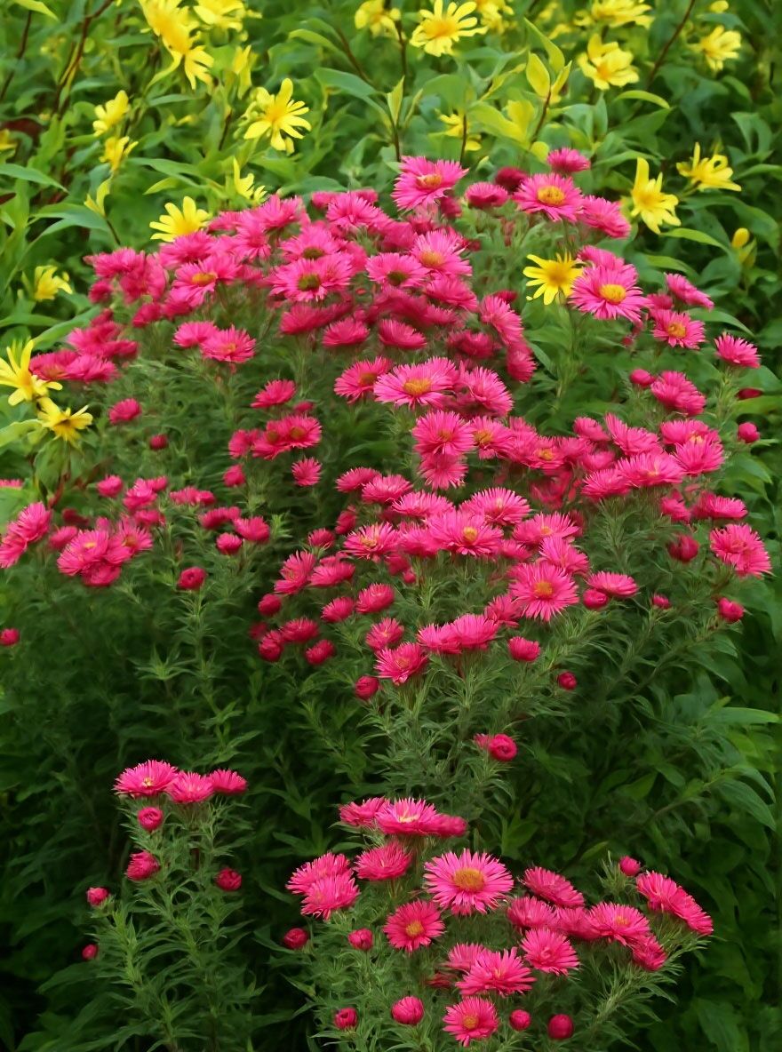 Rauhblatt-Aster 'Andenken an Alma Ptschke' - Aster novae-angliae 'Andenken  an Alma Ptschke'