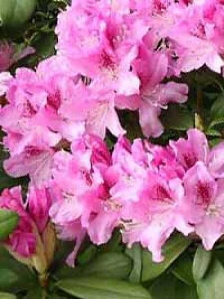 Rhododendron Hybride 'Cheer' / Rhododendron 'Cheer'