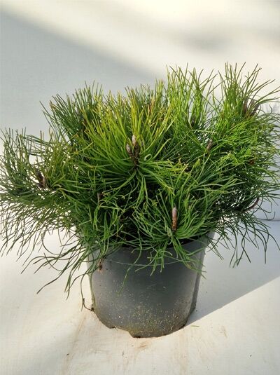 Pinus mugo / Berg-Kiefer 30–40 cm C5, kompakter Nadelstrauch im schwarzen Topf mit dichtem, grünem Nadelwerk.