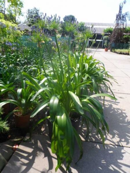 Blaue Afrikanische Schmucklilie / Blaue Afrikanische Schmucklilie