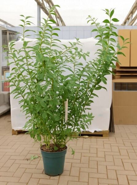 Salix gracilistyla 'Mount Aso'®, Rosa Riesenweidenkätzchen 'Mount Aso'®, 80-100 cm C12 im Topf mit grünem Laubwachstum