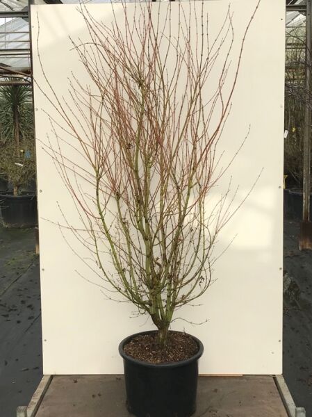 Acer palmatum 'Ueno-yama' / Japanischer Fächer-Ahorn 'Ueno-yama' 175-200 cm C35, mehrstämmiger Baum im Topf ohne Laub