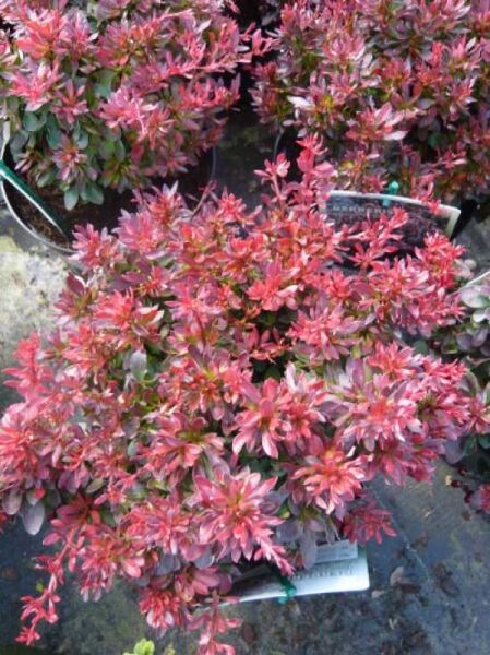 Rote Zwergkugel-Berberitze 'Bagatelle' (Berberis thunbergii 'Bagatelle'), rotlaubiger Strauch im Container, 20-25 cm, C2