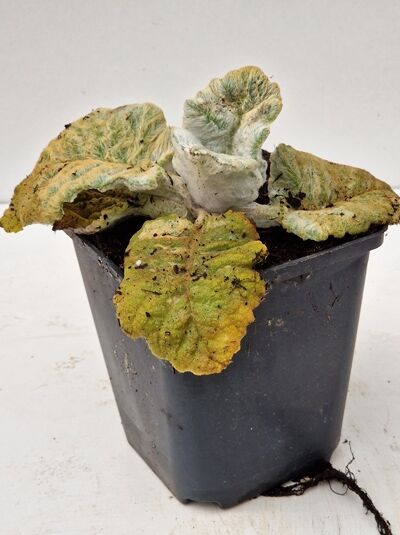 Silberblatt-Salbei / Silberblatt-Salbei