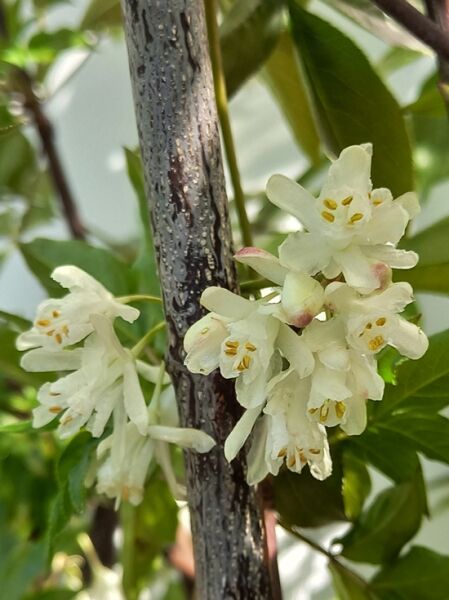Rotlaubige Pimpernus ’Black Jack’ / Staphylea colchica &#039;Black Jack&#039;