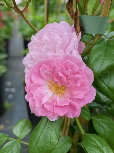 Kletterrose 'Perennial Rosali' (Rosa 'Perennial Rosali') mit gefüllten rosa Blüten und grünen Blättern am Trieb